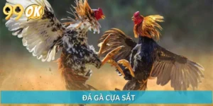 Đá Gà Cựa Sắt - Siêu Phẩm Với Loạt Cược Hấp Dẫn Tại 99OK