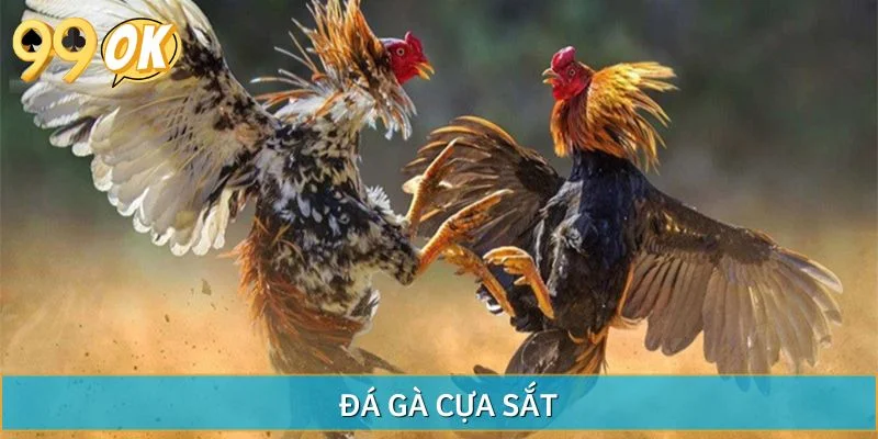 Đá Gà Cựa Sắt - Siêu Phẩm Với Loạt Cược Hấp Dẫn Tại 99OK