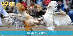 Đá Gà Cựa Tròn - Điểm Hội Tụ Của Sức Mạnh Nhất 2025