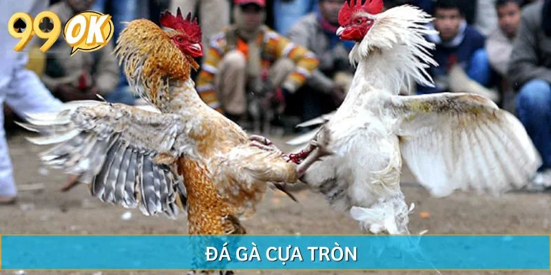 Đá Gà Cựa Tròn - Điểm Hội Tụ Của Sức Mạnh Nhất 2025