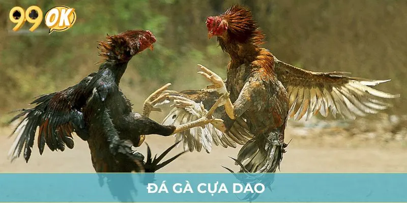 Đá Gà Cựa Dao - Cược Nhanh, Thắng Lớn Cùng 99OK