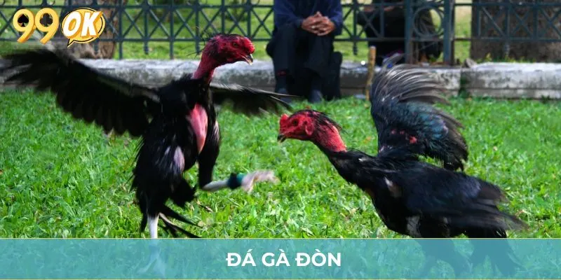 Đá Gà Đòn 99OK - Siêu Phẩm Cá Cược Mãn Nhãn Kịch Tính