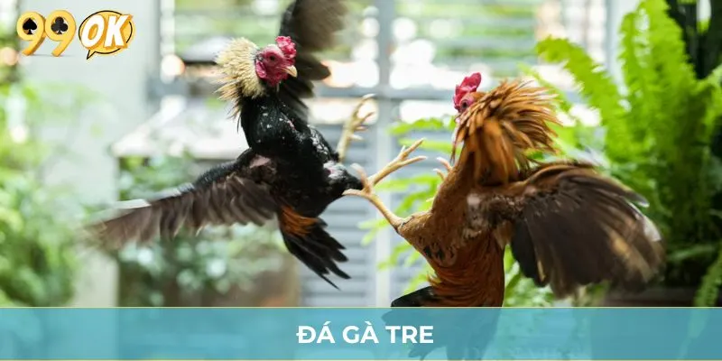 Đá Gà Tre - Hình Thức Giải Trí Hấp Dẫn, Gay Cấn Tại 99OK